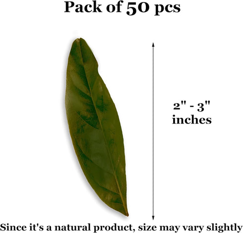 JOR Mahogany Leaves, Vivarium Leaf Litter for Frogs, Mixing with Substrate, Maintains Humidity and pH Levels, Creates Natural Bioactive Habitat, A...