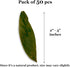 JOR Mahogany Leaves, Vivarium Leaf Litter for Frogs, Mixing with Substrate, Maintains Humidity and pH Levels, Creates Natural Bioactive Habitat, A...