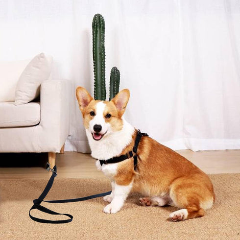 6Foot Tie Out Nylon Dog Leash, Heavy Duty 1" Wide Reflective Thick Lead for Medium Large Dogs Indoor Outdoor Front Yard Camping Black...