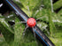 Penta Angel 50/100/200 Pcs Adjustable Irrigation Sprinklers Watering Drippers Sprinklers Emitter Drip System On 1/4" Barb (100)...