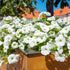 Rare Petunia Seeds for Planting - 300+ Beautiful Perennial Flowers Seeds Heirloom Vine Seeds - High Germination Rate Open Pollinated...