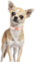 Cotton Dog Collar for Small Dogs Adjustable Cute Boy Girl Dog Collars with Metal Buckle Baby Pink Daisy Dogs Collar S...