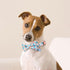 Dog Collar with Bowtie, Adjustable Dog Collars, Pet Collar with Metal Buckle and Cute Charms, Personalized Dog Collars for Medium Dogs (M?13-20"?,...