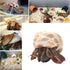 Hermit Crab Shells Turbo Shells 12+pcs Assorted Turbo Shells Handpicked Hermit Crab House…...