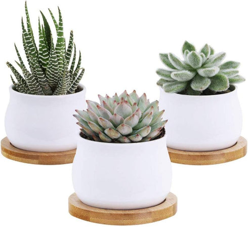 6pcs 3 inch Bamboo Round Plant Saucer, Mini Flower Pot Tray for Cactus Plant Pot Flower Pot Container Planter Bonsai Pots,no Plants Pot...
