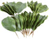 Artificial Magnolia Leaves Pack of 30 Leaves...