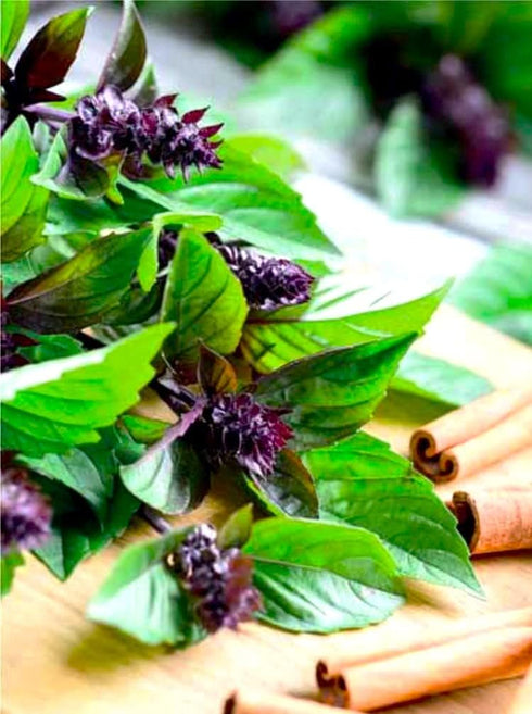Mexican Basil with Cinnamon Flavor Exotic Herb Garden Seeds for Planting 200+ Seeds...