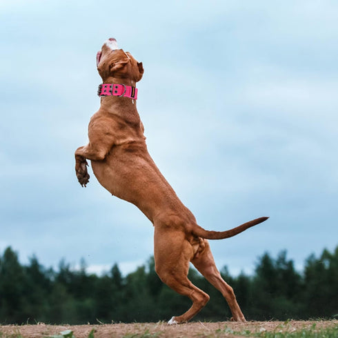 Tactical Dog Collar for Medium Large Dogs,Heavy Duty Metal Buckle Dog Collar,Soft Neoprene Padded Dog Collar,Nylon Wide Dog Collar(X-Large, Pink)...