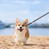 Dog Slip Leads 4.92ft Long Comfort Nylon Heavy Duty Dog Leash Durable Dog Leash with Adjustable Slipknot to Fit Medium or Large Dog Breeds Dog Rop...