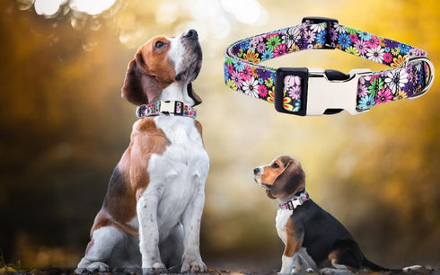 Puppy Collar and Leash Set for Daily Outdoor Walking Running Training, Design for Extra Small Boys Girls Dogs Cats Pets, (Colorful Daisies M)...
