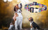 Puppy Collar and Leash Set for Daily Outdoor Walking Running Training, Design for Extra Small Boys Girls Dogs Cats Pets, (Colorful Daisies M)...