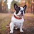 PET ARTIST Soft Neoprene Padded Nylon Dog Collar with Mental Buckle Comfort Pet Collar for Small Medium Girls Boys Dogs Red S Neck Size 10-14"(25-...