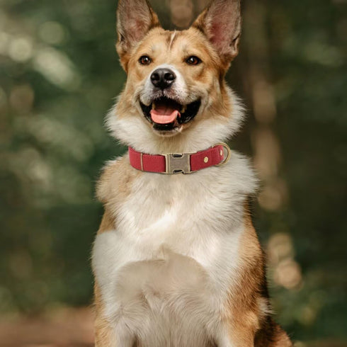 PET ARTIST Dog Collars for Small Dogs, Heavy Duty Dog Collar with Quick Release Metal Buckle, Soft Padded Nylon Red Dog Collar, Adjustable Durable...