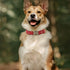 PET ARTIST Dog Collars for Small Dogs, Heavy Duty Dog Collar with Quick Release Metal Buckle, Soft Padded Nylon Red Dog Collar, Adjustable Durable...