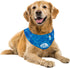 ALL FOR PAWS Cooling Neck Wraps for Dogs,Ice Dog Bandanas,Dog Cooling Dog Bandana,Chill Out Blue Dog Collar Dog Collar Cat Collar,Neck Cooler,Neck...