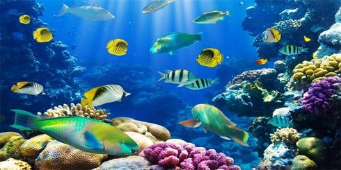 YongFoto 72x18 Inches Tropical Fish Terrarium Background Deep Sea Marine Coral Polyester Aquarium Background Glass Fish Tank Backdrop for Photogra...