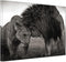 Jigsaw Puzzle for Adults -Black and White Couple Animals Africa Lion-Wooden Puzzles, Holiday Jigsaw Puzzles for Teenager,Best Brain Exercises for ...
