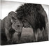 Jigsaw Puzzle for Adults -Black and White Couple Animals Africa Lion-Wooden Puzzles, Holiday Jigsaw Puzzles for Teenager,Best Brain Exercises for ...