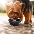 Kytely Large Collapsible Dog Bowls 2 Pack, 34oz Foldable Dog Travel Bowl, Portable Dog Water Food Bowl with Clasp, Pet Cat Feeding Cup Dish for Tr...