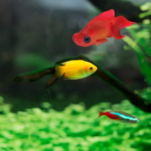 Silicone Artificial Fish Aquarium Decortion High Simulation Lifelike Floating Fake Betta Fish Tank Ornament (Red Goldfish)...