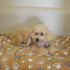 1 Pack 3 Puppy Blankets Super Soft Warm Sleep Mat Cute PAW Print Blanket Fleece Pet Blanket Flannel Throw Dog Blankets for Small Dogs Puppy Cats,G...
