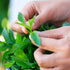 Back to the Roots 41032 Starter Kit-Cocktail Garden...