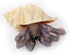 Gemini&Genius Sea Animal Hermit Crab Action Figure Toy for Kids, Soft Rubber Realistic Ocean Crab Educational and Role Play Toys for Kids and Coll...