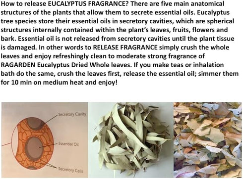 Eucalyptus Room Spritz. 4oz. Herbal. Made in USA....