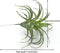 2PCS Artificial Flocking Tillandsia Air Plants Faux Succulents Bromeliads for Indoor/Outdoor Garden and Home Decor, Terrarium Decorations, Arrange...