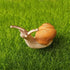 5Pcs Cute Small Snail Lifelike Fairy Garden Terrarium Decor Figurine Animal Toys...