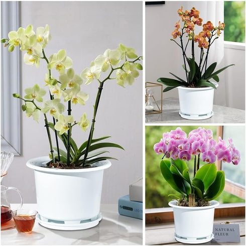 8 Inch Orchid Pots with Holes and Saucers,Double Layer Plastic Large Orchid Planter Pot,Flower Pots for Indoor Outdoor Flower Plants,Orchids,Herbs...