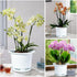 8 Inch Orchid Pots with Holes and Saucers,Double Layer Plastic Large Orchid Planter Pot,Flower Pots for Indoor Outdoor Flower Plants,Orchids,Herbs...