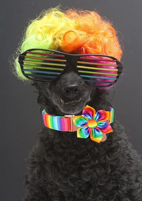 DOGWONG Cotton Pride Dog Collar, Rainbow LGBTQ Dog Collar Puppy Pet Collar for Small Medium Large Dog...