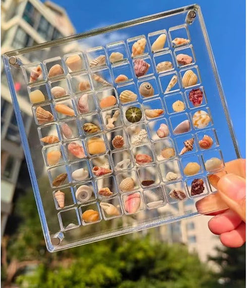 Seashell Display Box, Acrylic Magnetic Seashell Display Box, 36/64 Grid Display Cases for Collectibles, DIY Transparent Seashell Storage Box Displ...