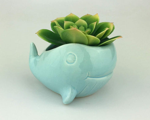 VanEnjoy 5" Ceramic Succulent Pot, Cute Ocean Blue Seashell Series, Conch Shaped Cactus Pot Planter, Flower Pot, Pottery Bonsai Pot (Whale)...