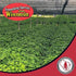 Dairyland Concentrated American Ginseng Powder ??? - 4 oz Pack of Wisconsin Ginseng Powder - Non-GMO, Gluten Free - Herbal Supplement for Smoothie...