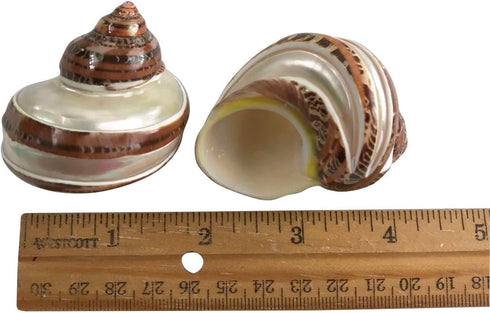 3 Pc Large Turbo with Pearl Banded Shells,Hermit Crab Shell &Turbo Shells Hermit Crab Supplies for Decor 2-2.5Inch...
