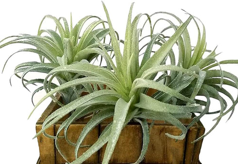 Artificial Air Plants Faux Succulents Plants Unpotted Small Tillandsia Look Real in Flocked Green Premium Crafting DIY Floral Decor for Home Garde...