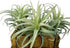 Artificial Air Plants Faux Succulents Plants Unpotted Small Tillandsia Look Real in Flocked Green Premium Crafting DIY Floral Decor for Home Garde...