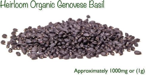 Organic Basil Seeds - Genovese - Ocimum basilicum - Seeds for Planting, 1550+mg - 860+ Herb Seeds, Indoor or Outdoor Growing, Heirloom, Non-GMO...