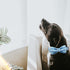 Dog Collar, Blue Print Adjustable Dog Bow Collar Boy Pet Collar Dog Bowtie Duarble Dog Collars for Small Medium Large Dogs...