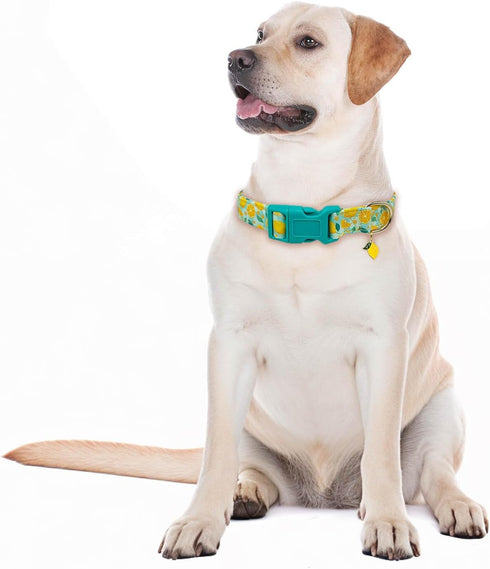 Cute Dog Collar Adjustable and Lightweight for Girl Female Boy Dogs,Soft and Fancy Summer Dog Collar with Lemon Special Design Pet Collar for Smal...