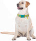 Cute Dog Collar Adjustable and Lightweight for Girl Female Boy Dogs,Soft and Fancy Summer Dog Collar with Lemon Special Design Pet Collar for Smal...