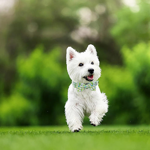 Dog Collar Big Dills Dog Collar Pet Collar Dog Summer Collar Holiday Dog Collar Girl or Boy Pet Dog Collar Adjustable Dog Collar for X-Large Dogs...