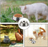 2 Pcs Cat Bowls Cat Feeding Bowls with Anti-skid Base Stainless Steel Puppy Dishes for Kittens Small Dogs Puppies Bunny...