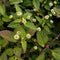 Aztec Sweet Herb Seeds (Lippia dulcis) Packet of 50 Seeds...