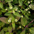 Aztec Sweet Herb Seeds (Lippia dulcis) Packet of 50 Seeds...