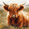 Highland Cow in Grass 11CT Cross Stitch Kits for Beginners Color Printed Stamped Cross-Stitch Supplies Needlework Printed Embroidery Kits DIY Kits...