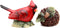 Cosmos Evergreen Holiday Cardinal Salt & Pepper...