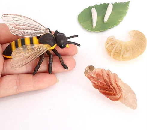 Bee Growth Cycle, Animal Growth Cycle Biological Model, Growth Stage Lifelike Bee Life Cycle Model Set for Kids Education Insect Themed Party Favo...